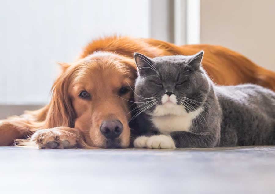 dog_and_cat_laying_next_to_each_other