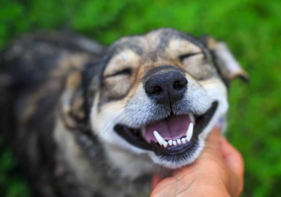 happy_dog_being_pet_on_chin