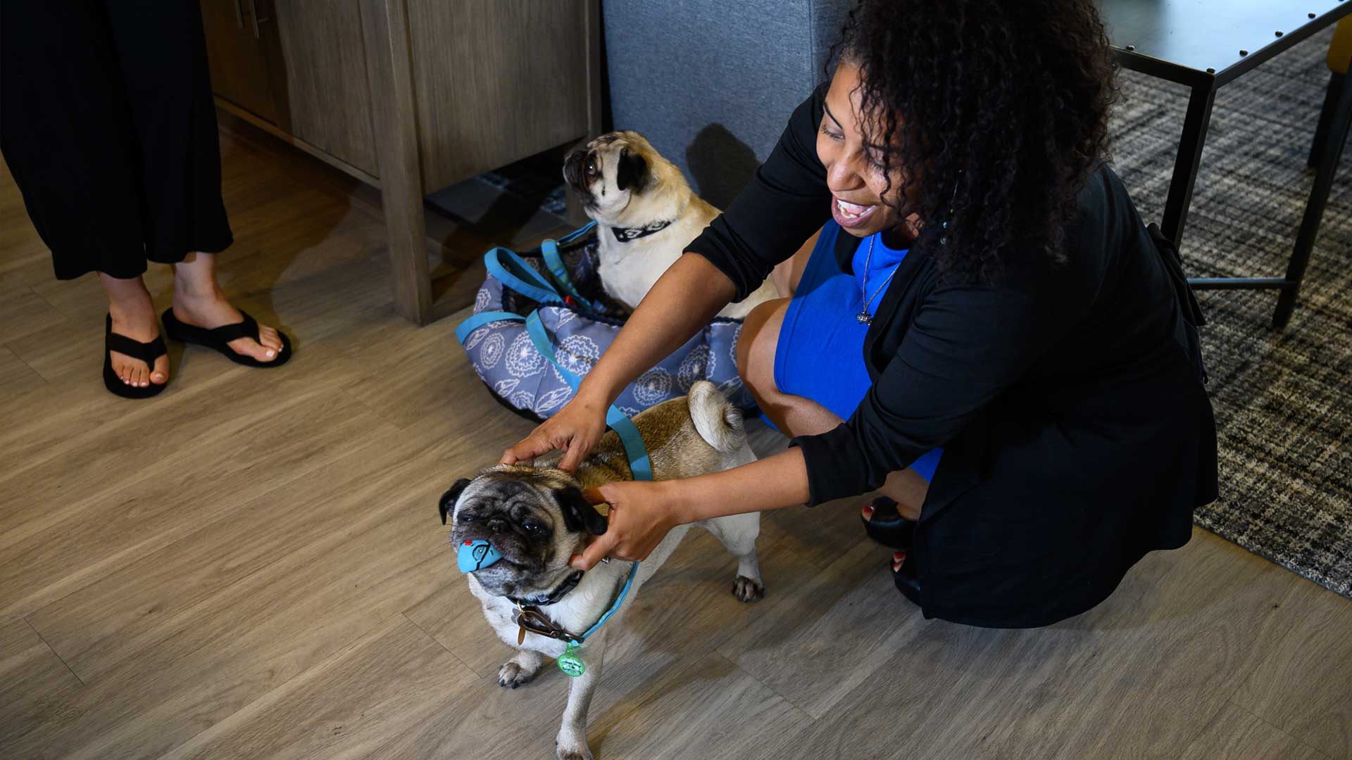 Pet friendly with no weight restrictions